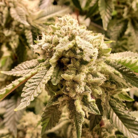 Glookies growlog timeline photo