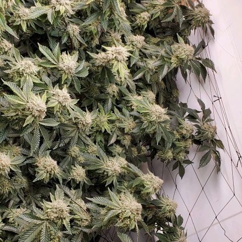 Glookies growlog timeline photo