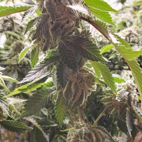 Glookies growlog timeline photo