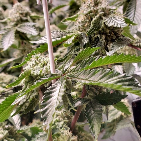 Glookies growlog timeline photo