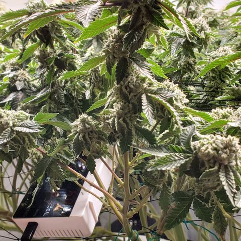 Glookies growlog timeline photo