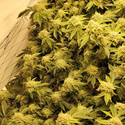 Glookies growlog timeline photo