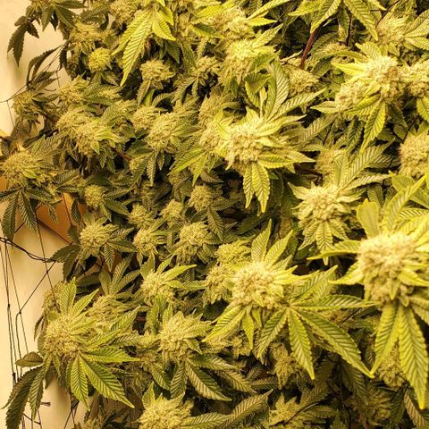 Glookies growlog timeline photo