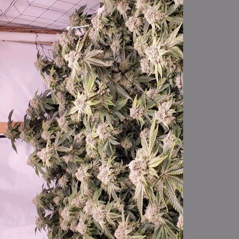 Glookies growlog timeline photo