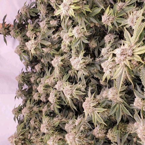 Glookies growlog timeline photo