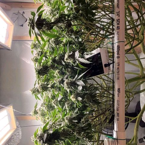 Glookies growlog timeline photo