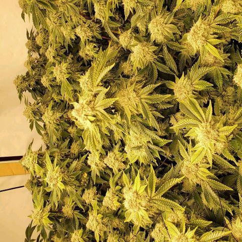 Glookies growlog timeline photo