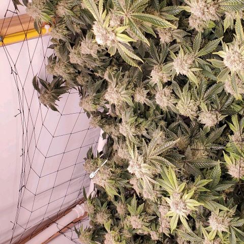Glookies growlog timeline photo
