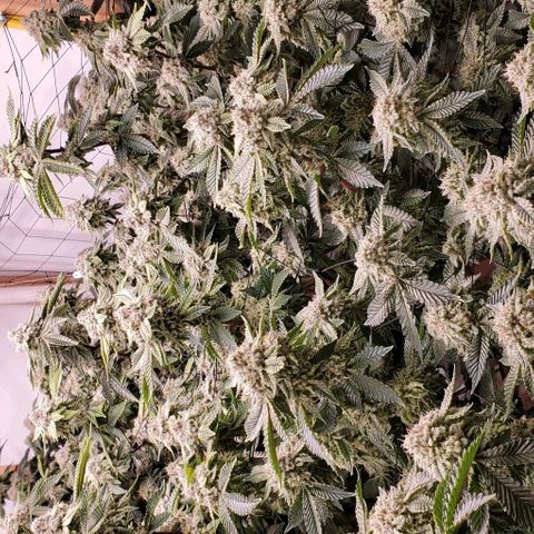Glookies growlog timeline photo