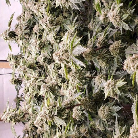 Glookies growlog timeline photo