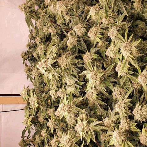 Glookies growlog timeline photo
