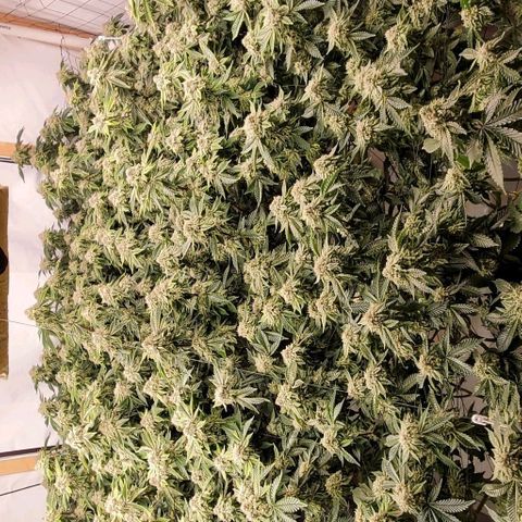 Glookies growlog timeline photo