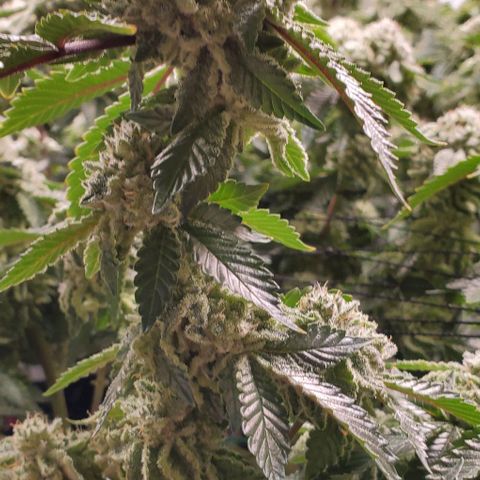 Glookies growlog timeline photo