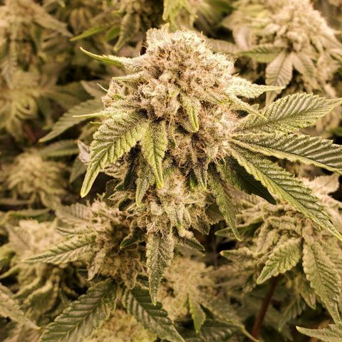 Glookies growlog timeline photo