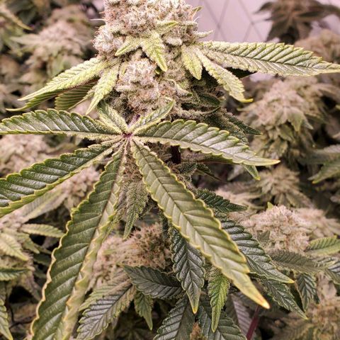 Glookies growlog timeline photo