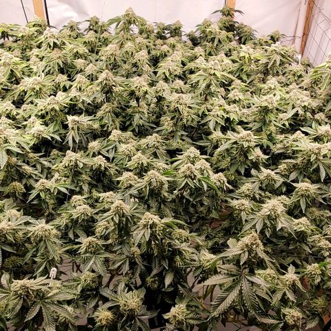 Glookies growlog timeline photo
