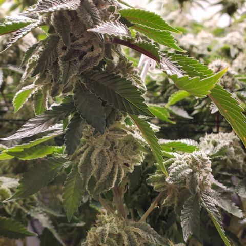 Glookies growlog timeline photo