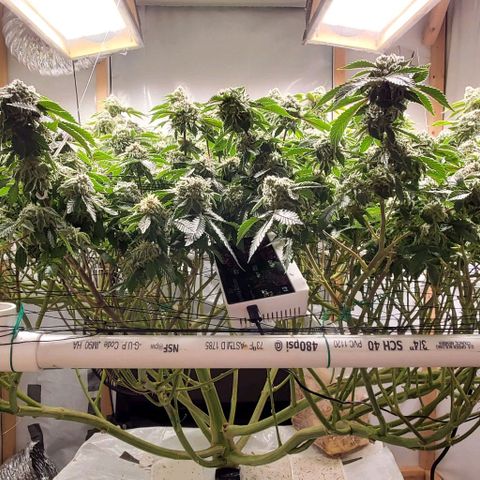 Glookies growlog timeline photo