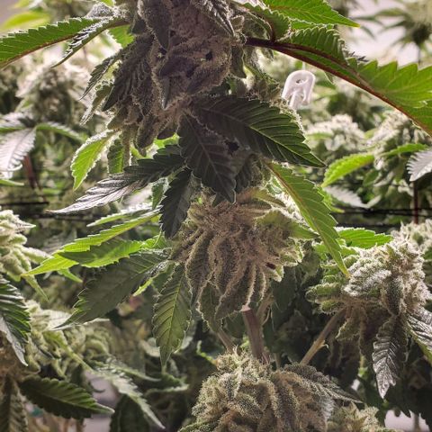 Glookies growlog timeline photo