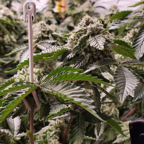 Glookies growlog timeline photo