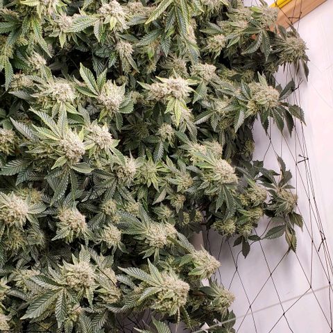 Glookies growlog timeline photo