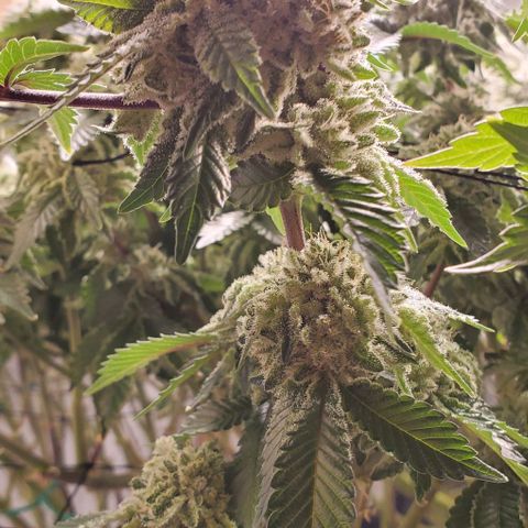 Glookies growlog timeline photo