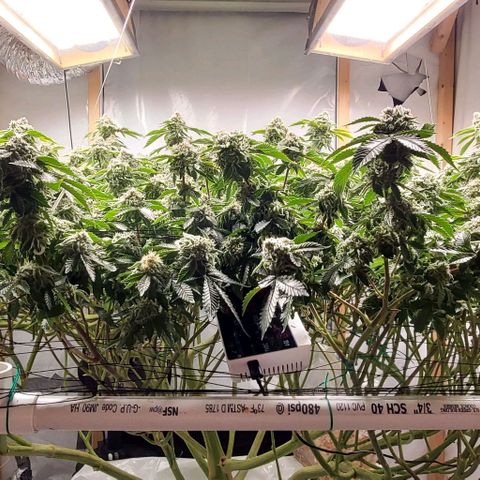 Glookies growlog timeline photo