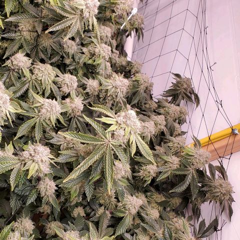 Glookies growlog timeline photo