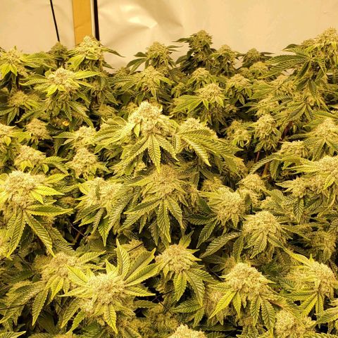 Glookies growlog timeline photo