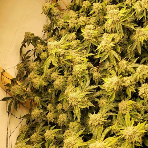 Glookies growlog timeline photo