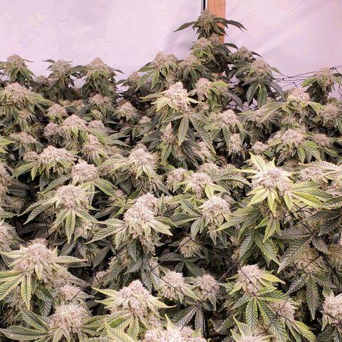 Glookies growlog timeline photo