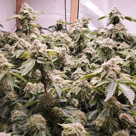 Glookies growlog timeline photo