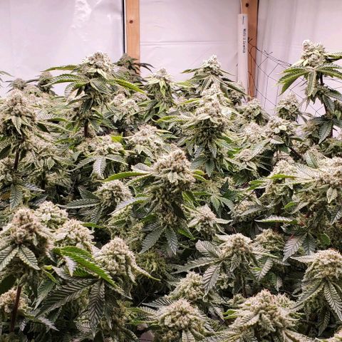 Glookies growlog timeline photo