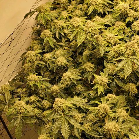 Glookies growlog timeline photo