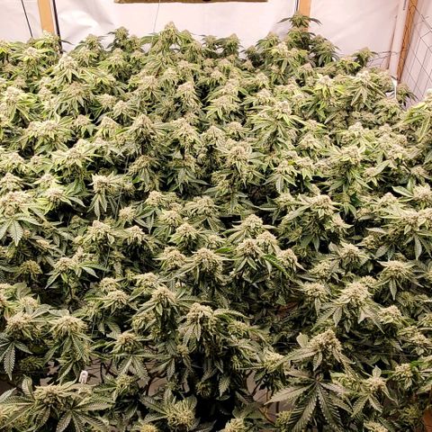 Glookies growlog timeline photo