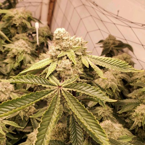 Glookies growlog timeline photo