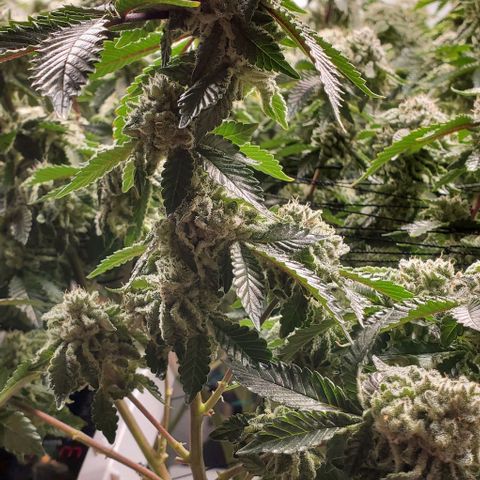 Glookies growlog timeline photo