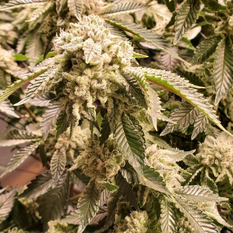 Glookies growlog timeline photo