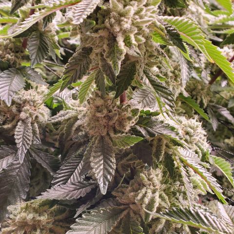 Glookies growlog timeline photo