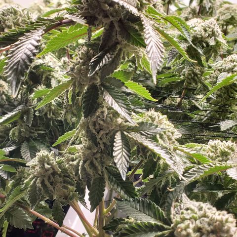 Glookies growlog timeline photo