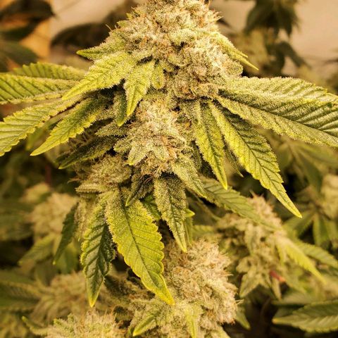 Glookies growlog timeline photo