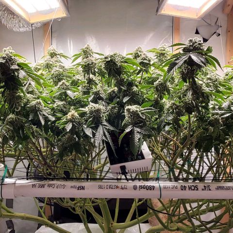 Glookies growlog timeline photo