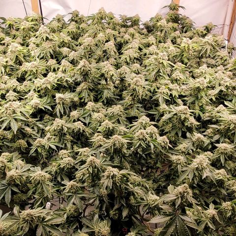 Glookies growlog timeline photo