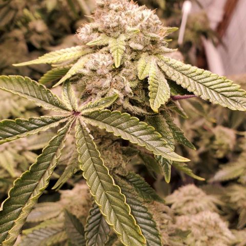 Glookies growlog timeline photo