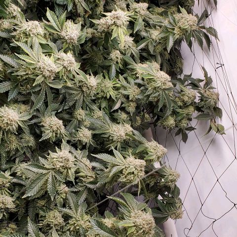 Glookies growlog timeline photo