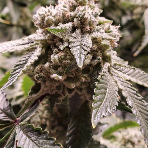 Glookies growlog timeline photo