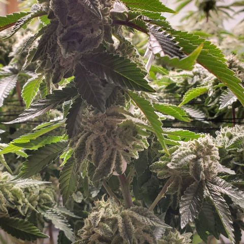 Glookies growlog timeline photo