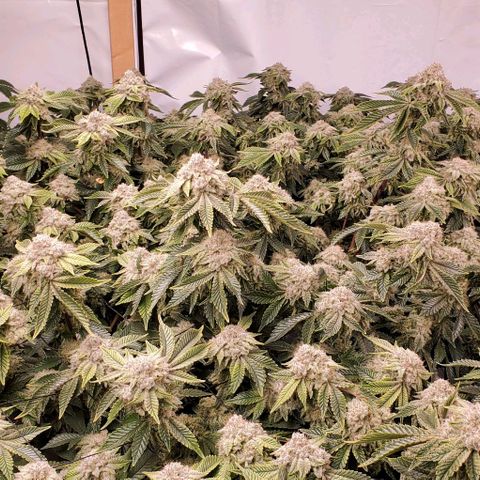 Glookies growlog timeline photo