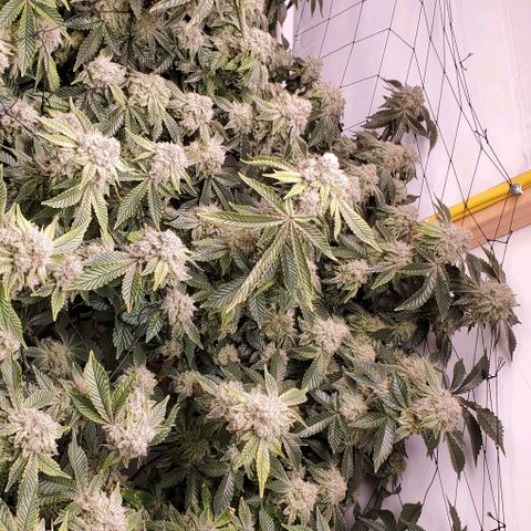 Glookies growlog timeline photo