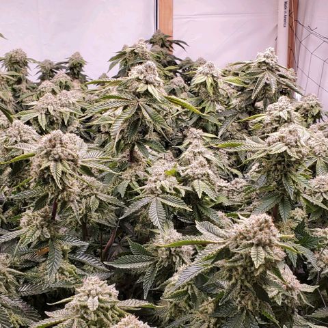 Glookies growlog timeline photo
